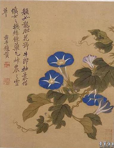 恽寿平 《花卉图》 牵牛花