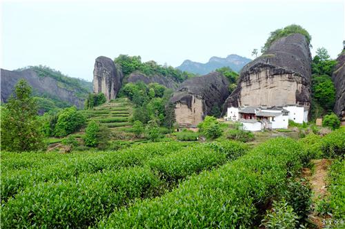 武夷山马头岩茶园一景